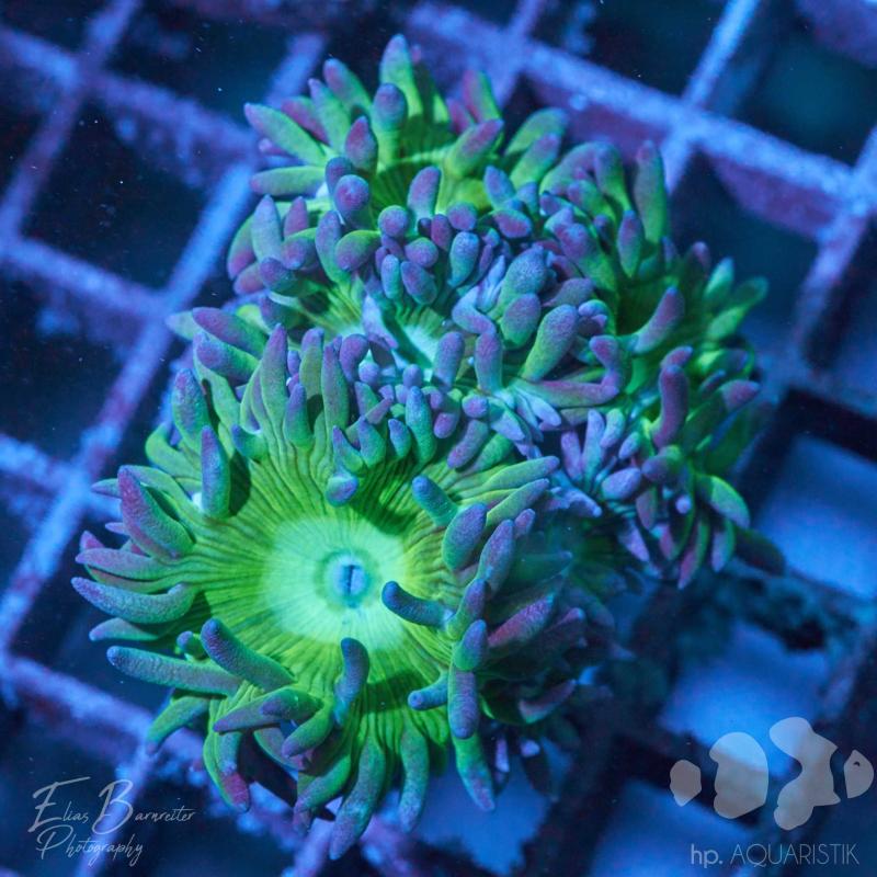 Bartkoralle Duncanopsammia Axifuga Bartkoralle Duncanopsammia Axifuga