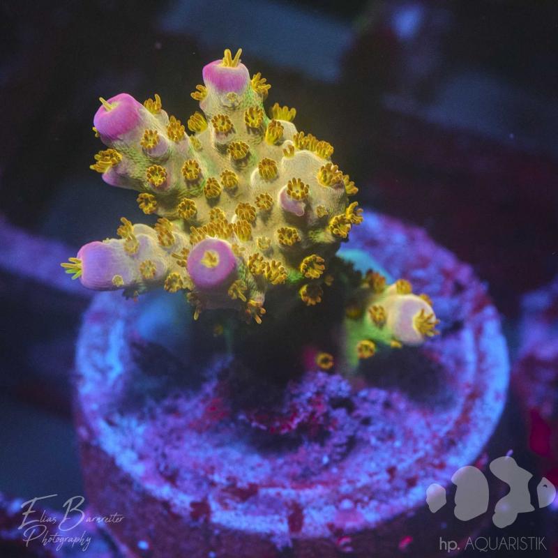 Acropora Merlin Staff