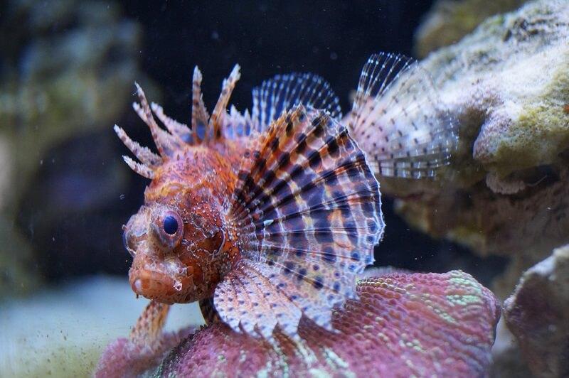 Zebra Zwergfeuerfisch - Dendrochirus zebra Zebra Zwergfeuerfisch - Dendrochirus zebra