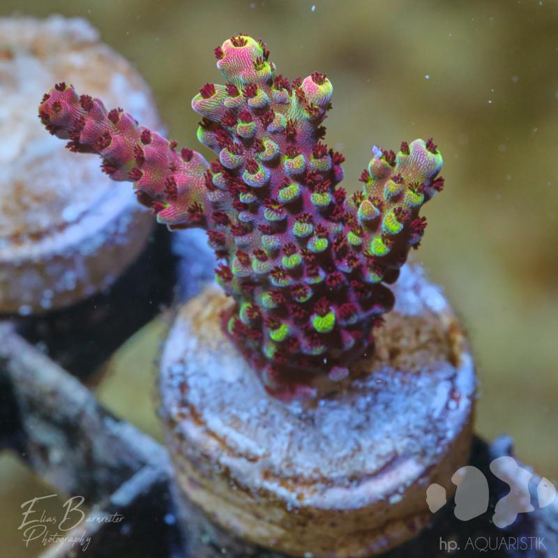 Acropora Mirabills Eye Candy