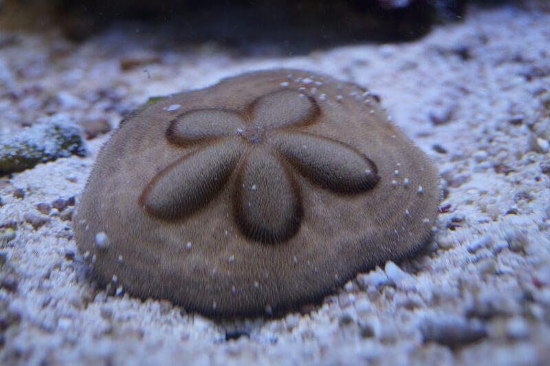 Sanddollar - Clypeaster humilis Sanddollar - Clypeaster humilis