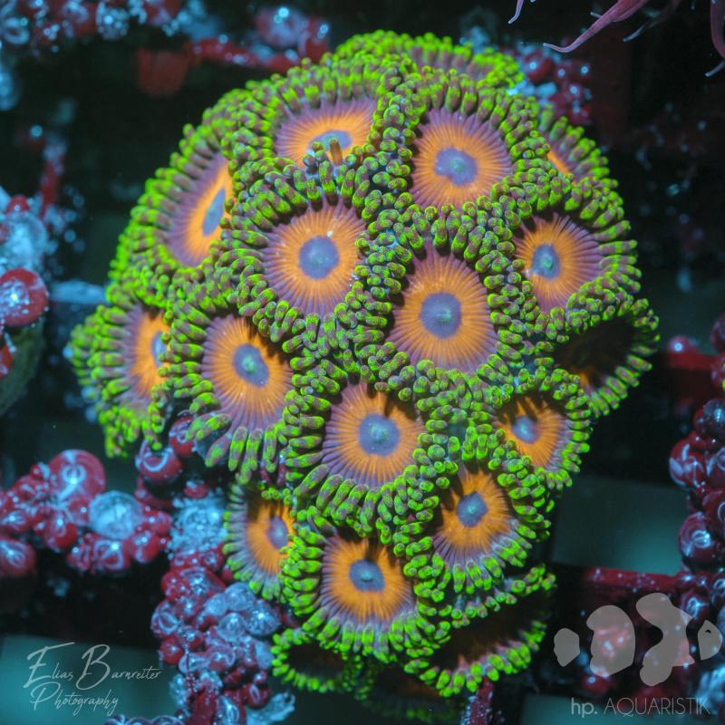 Zoanthus Lemon Zoanthus Lemon