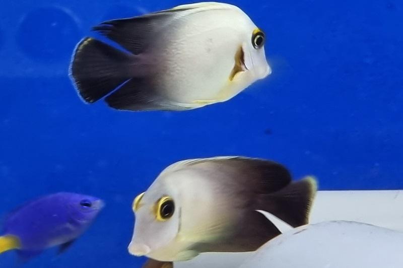 Acanthurus chronixis Acanthurus chronixis
