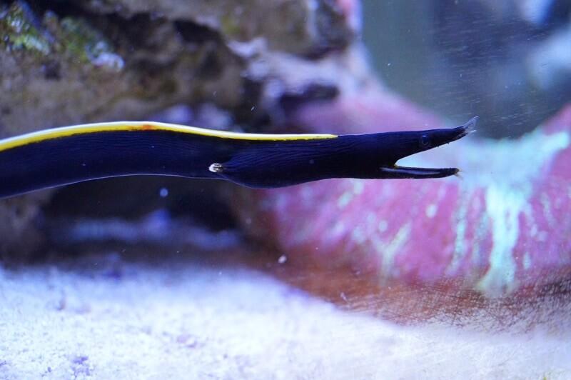 Nasen Muräne - Rhinomuraena quaesita