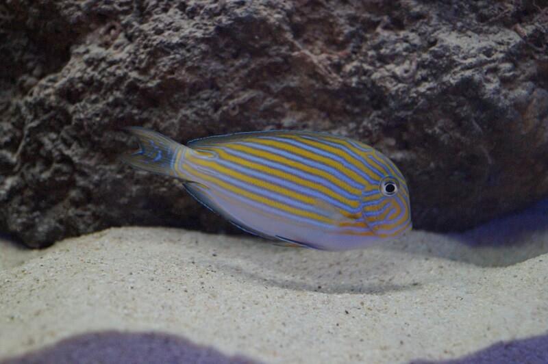 Blaustreifen Doktorfisch - Acanthurus lineatus Blaustreifen Doktorfisch - Acanthurus lineatus