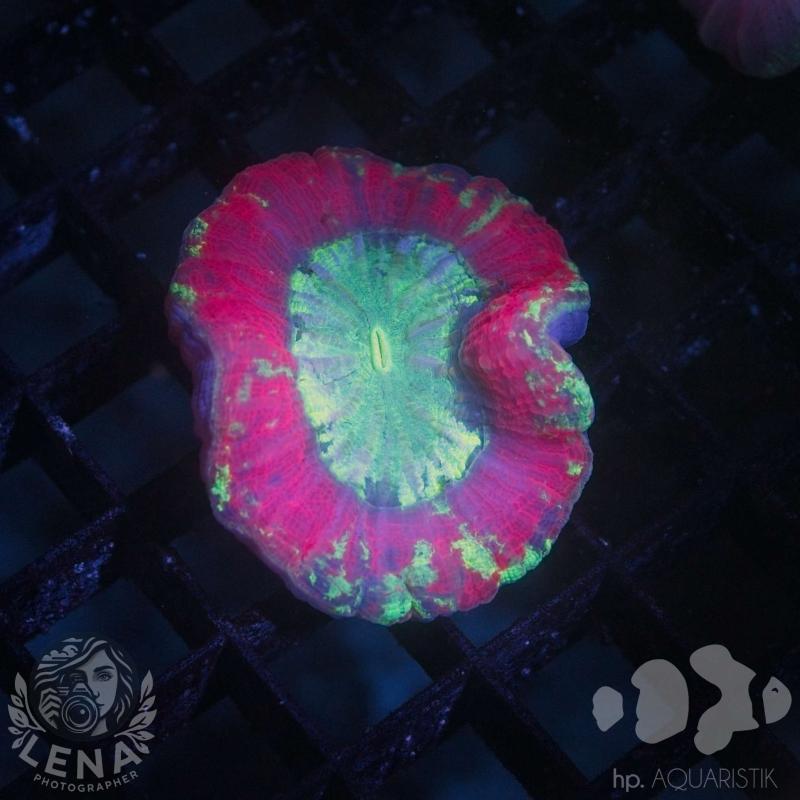 Trachyphyllia Ultra 2 Trachyphyllia Ultra 2