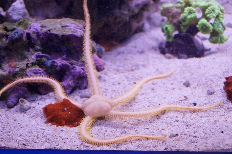 Gelber Schlangenseestern - Ophiarachna sp Gelber Schlangenseestern - Ophiarachna sp