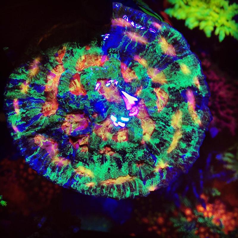 Chalice Master 3 Chalice Master 3