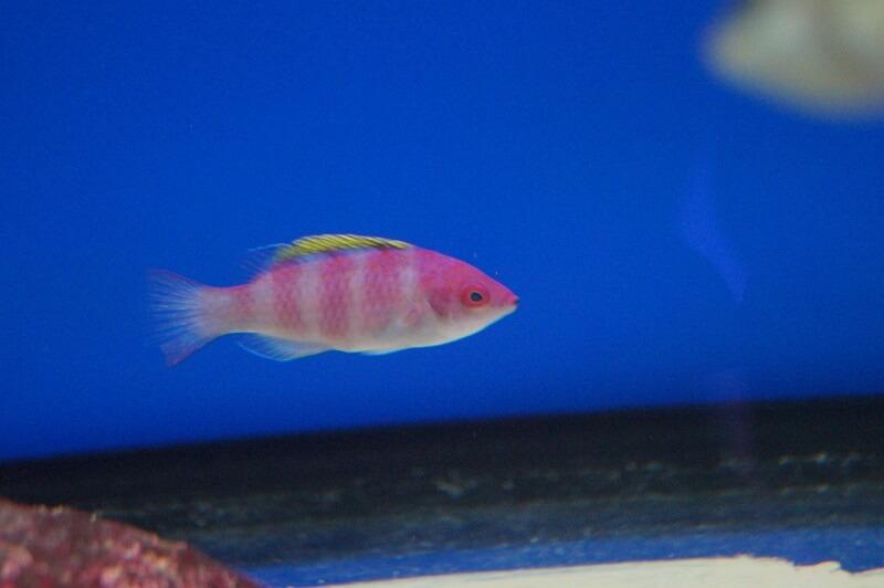 Gelbrücken Zwerglippfisch - Cirrhilabrus flavidorsalis Gelbrücken Zwerglippfisch - Cirrhilabrus flavidorsalis