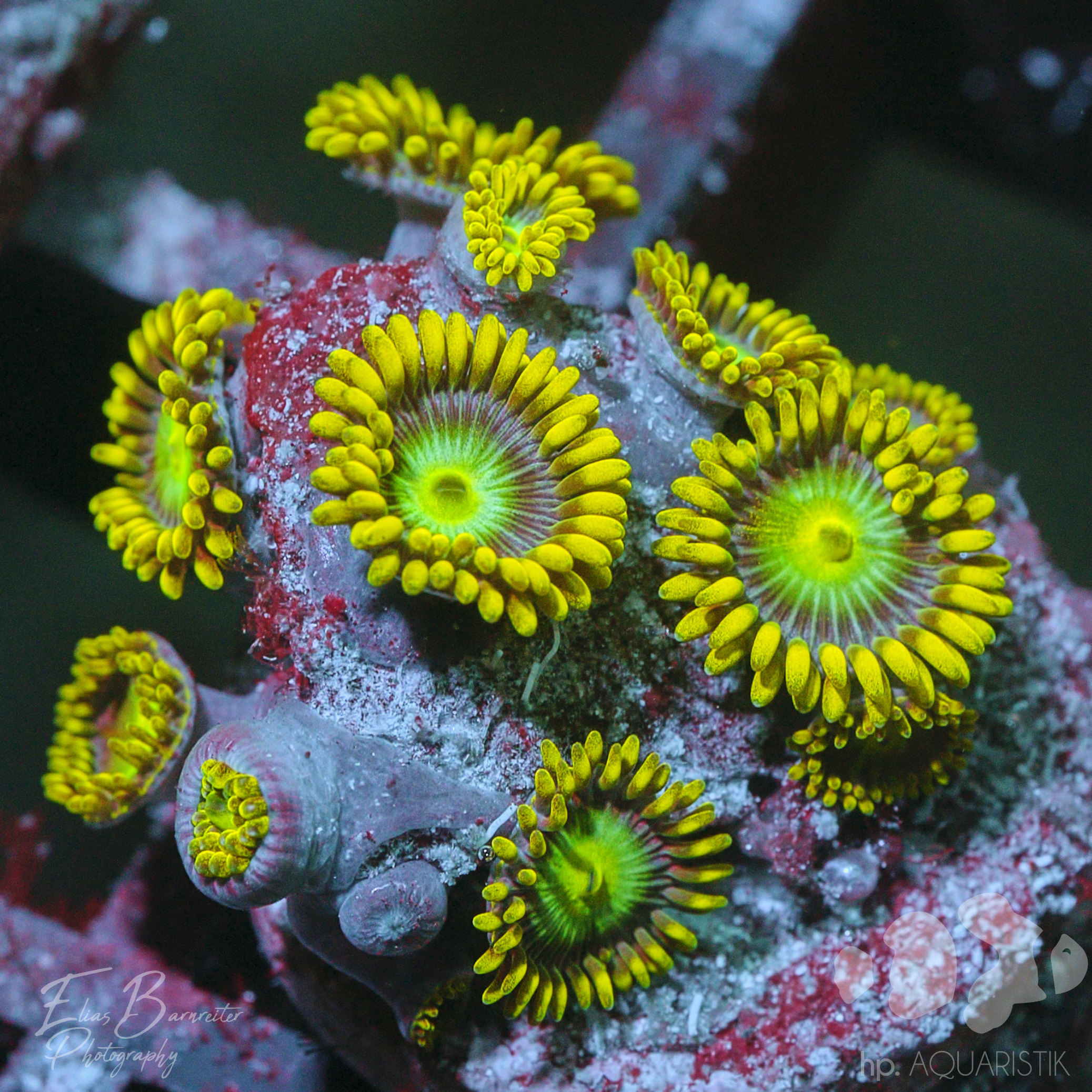Krustenanemone - Zoanthus Green