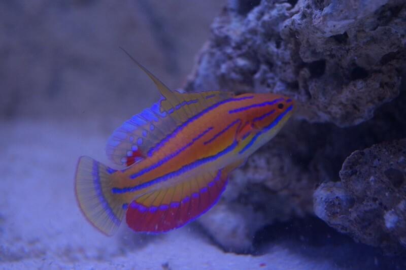 McCoskers Zwerglippfisch - Paracheilinus Mccoskeri McCoskers Zwerglippfisch - Paracheilinus Mccoskeri