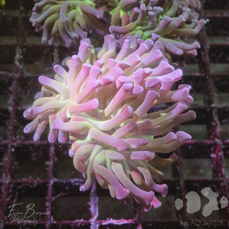 Euphyllia Hammer Mind