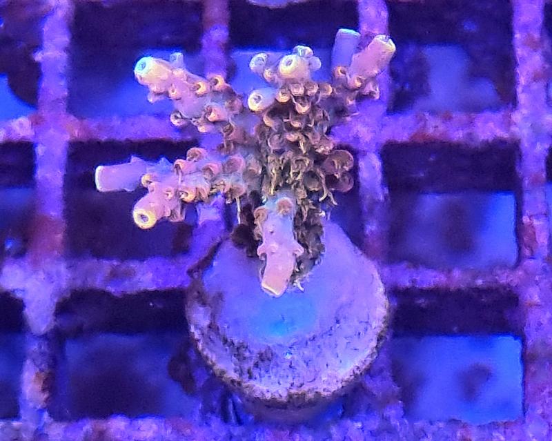 Acropora Voodoo Magic