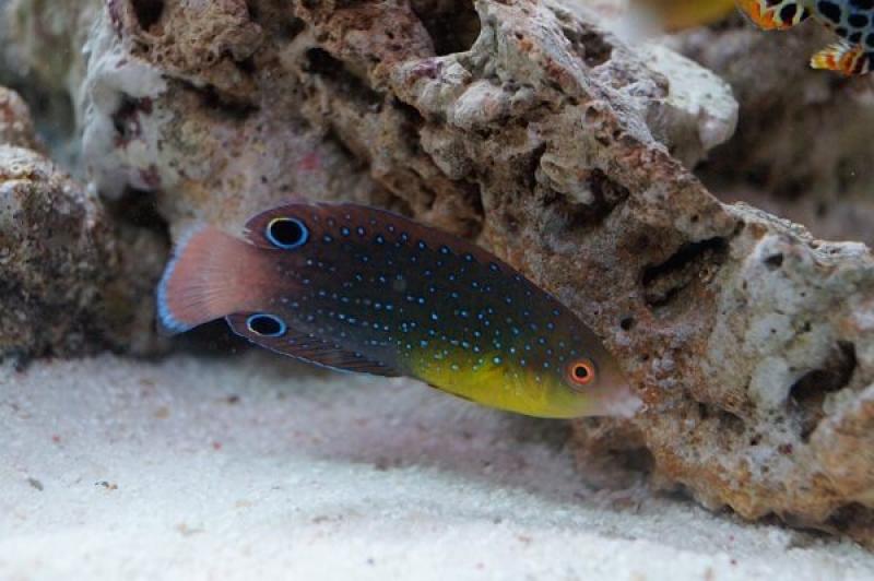 Gelbbrust-Perljunker - Anampses twistii Gelbbrust-Perljunker - Anampses twistii