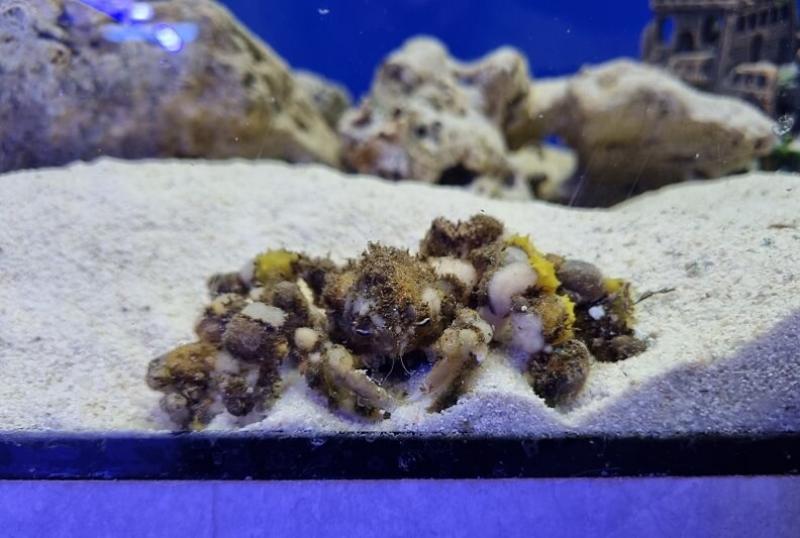 Dekorateurkrabbe - Camposcia retusa Dekorateurkrabbe - Camposcia retusa