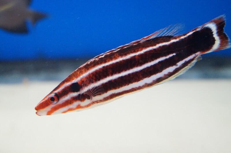 Zuckerstangen Lippfisch - Bodianus sepiacaudus
