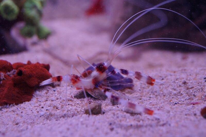 Gebänderte Scherengarnele - Stenopus hispidus Gebänderte Scherengarnele - Stenopus hispidus