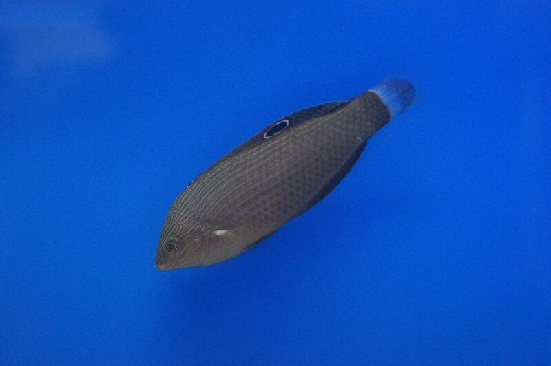 Prachtregenbogenlippfisch - Halichoeres marginatus Prachtregenbogenlippfisch - Halichoeres marginatus