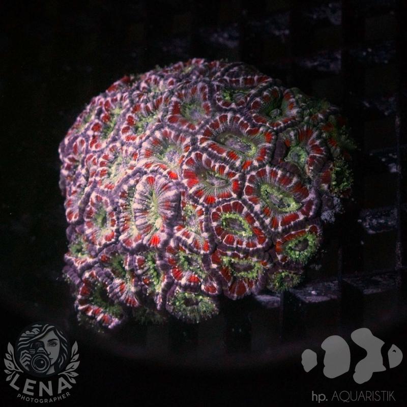 Acanthastrea Mutterkolonie 2