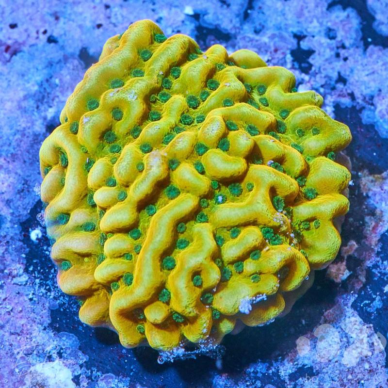 Montipora Beach Bum Montipora Beach Bum