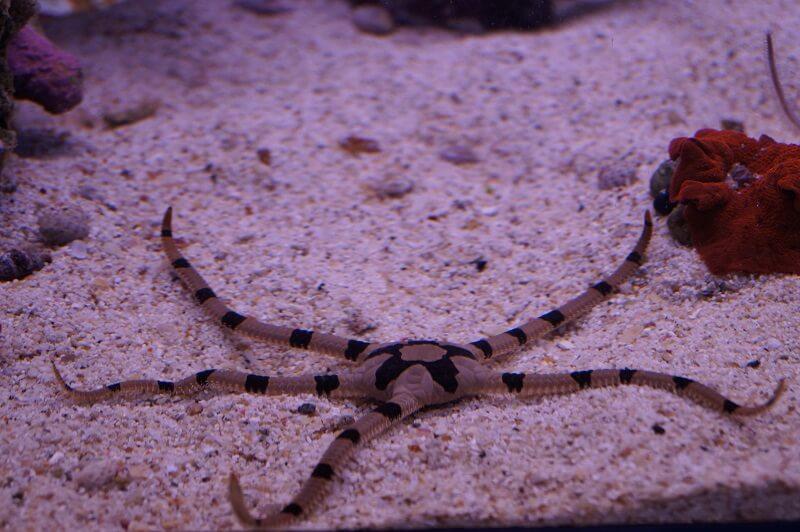 Gebänderter Schlangenseestern - Ophiolepis superba Gebänderter Schlangenseestern - Ophiolepis superba