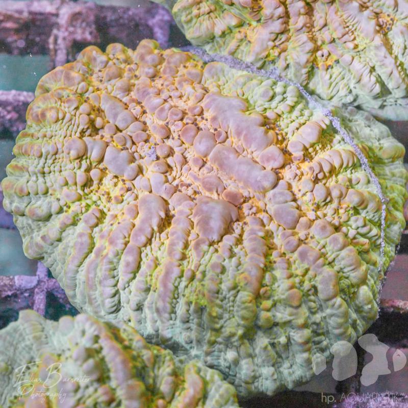 Chalice White Silverstar