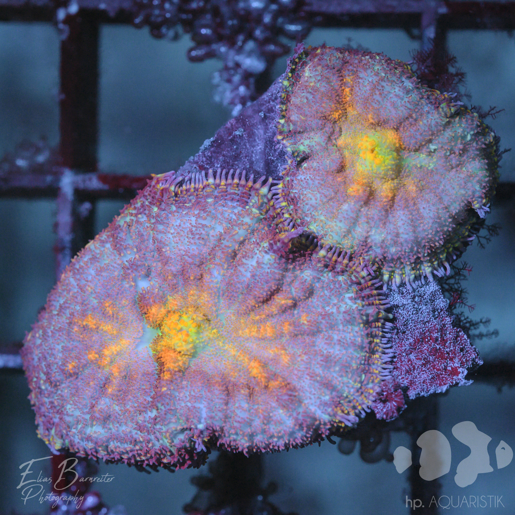 Scheibenanemone Vulkano