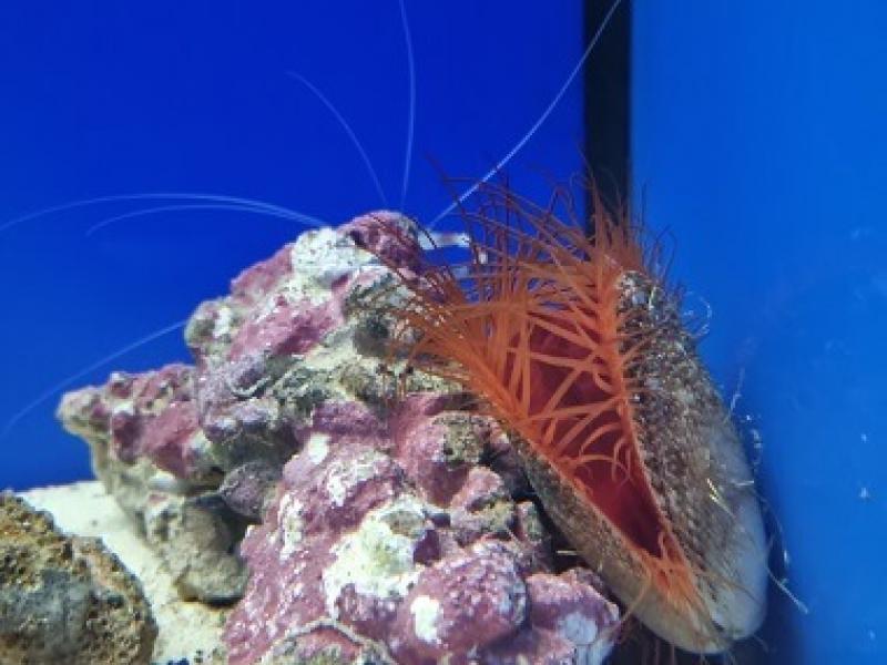 Ctenoides scaber - Raue Feilenmuschel Ctenoides scaber - Raue Feilenmuschel