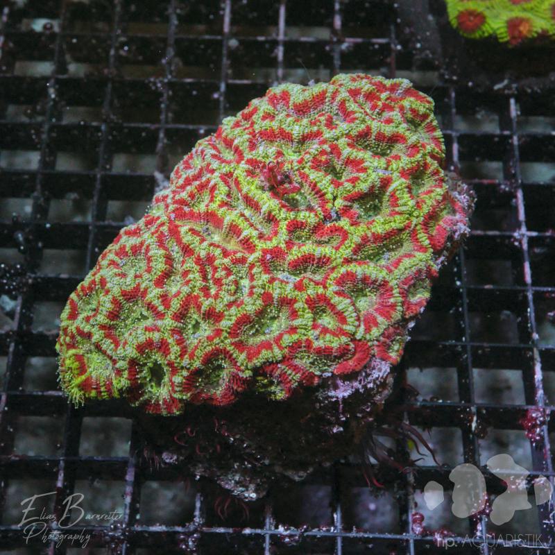 Acanthastrea  XL Ultra Acanthastrea  XL Ultra