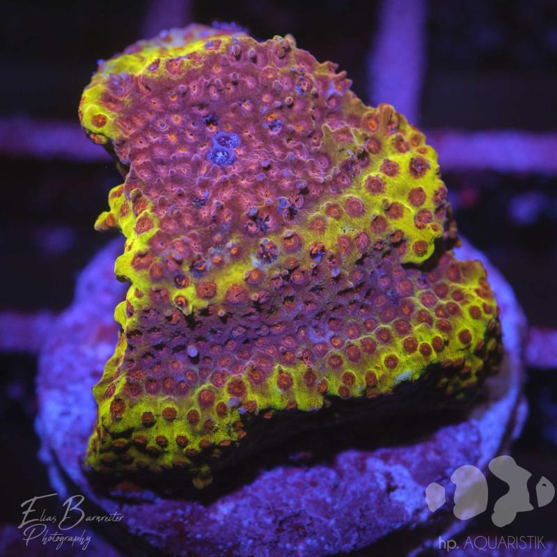 Montipora Gelb Rot