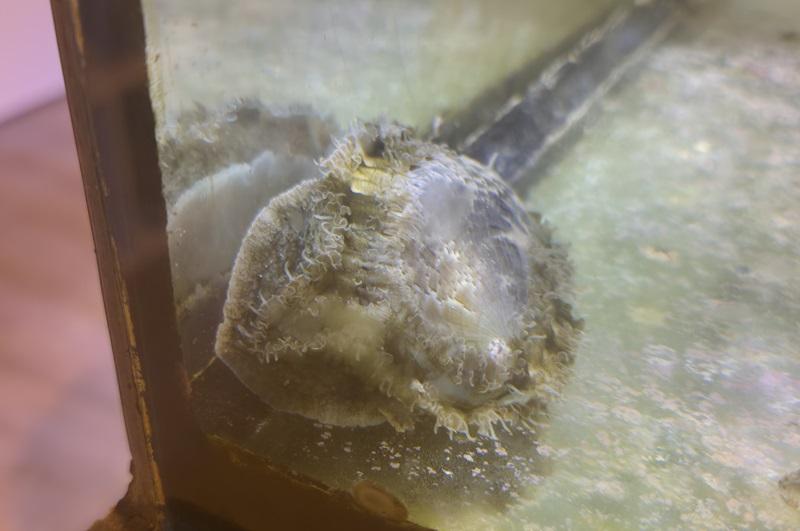 Meerohr - Haliotis asinina Meerohr - Haliotis asinina