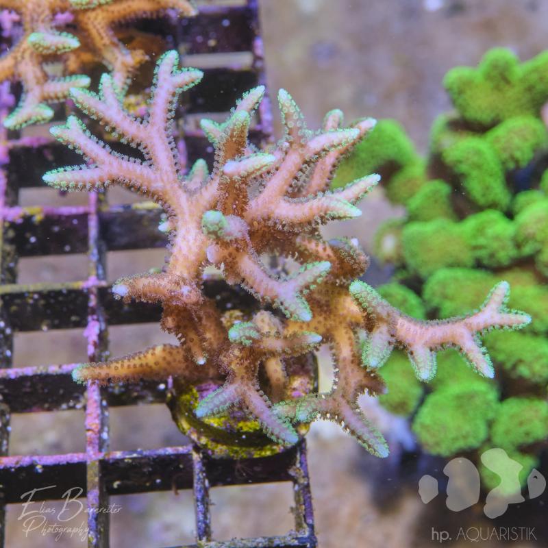 Seriatopora Green Tip