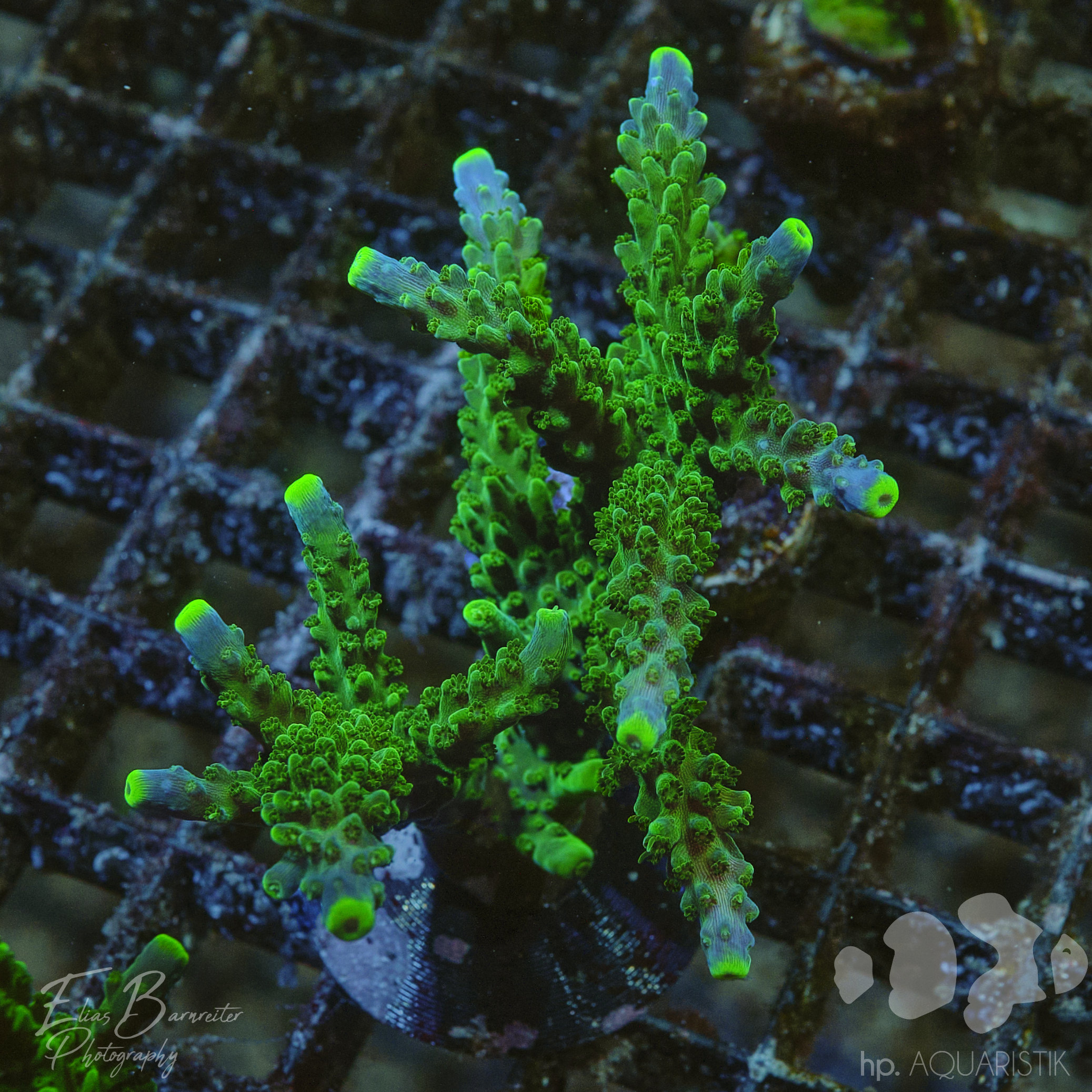 Acropora Joker