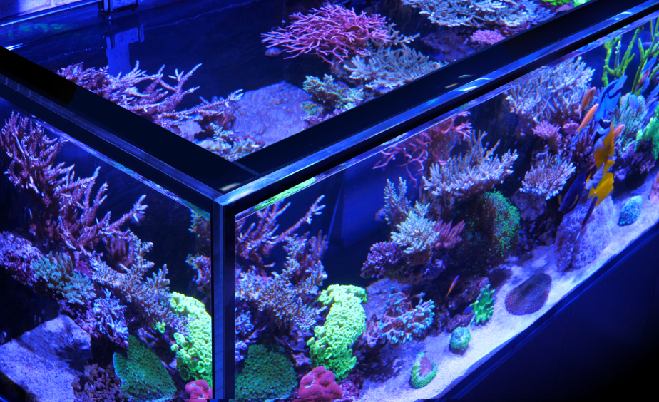 Red Sea REEF FRAME 350