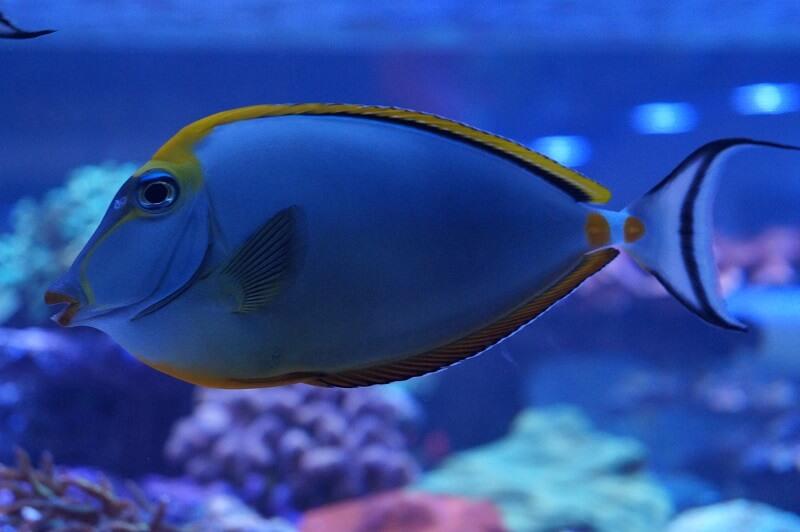 Indischer Gelbklingen-Nasendoktor - Naso elegans Indischer Gelbklingen-Nasendoktor - Naso elegans