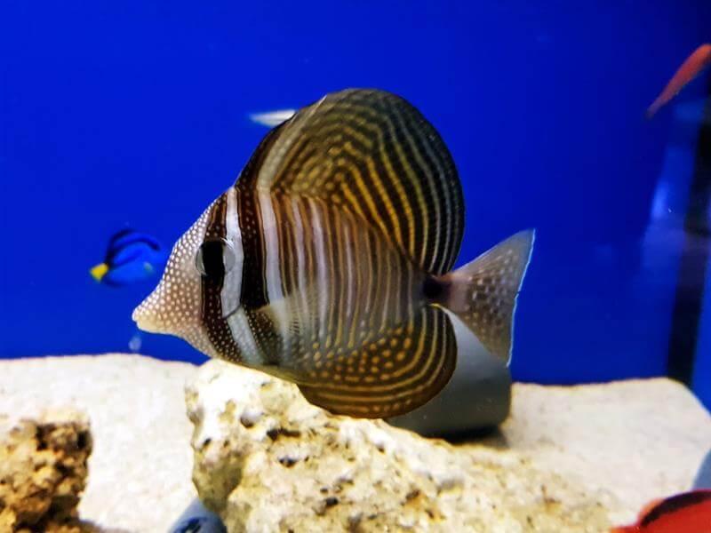 Indischer Segelflossen Doktorfisch - Zebrasoma desjardinii