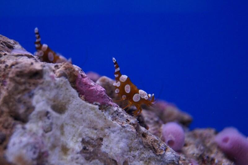 Hohlkreuz-Garnele - Thor amboinensis Hohlkreuz-Garnele - Thor amboinensis