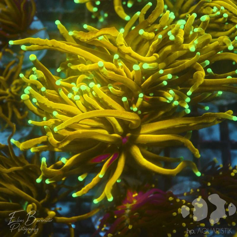 Euphyllia Banana 3.0