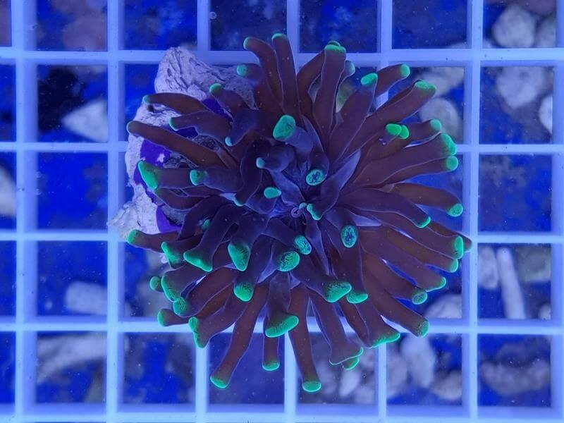 Hammerkoralle - Euphyllia paraancora