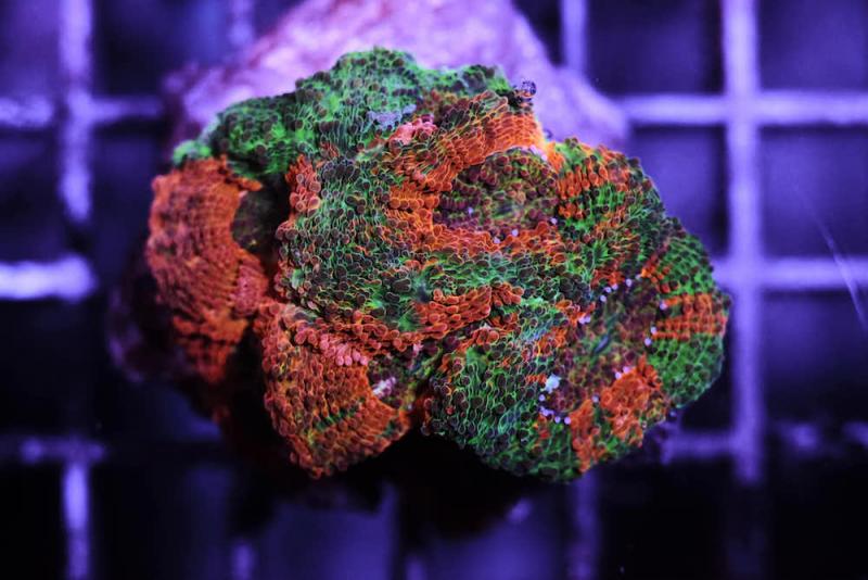 Acanthastrea echinata