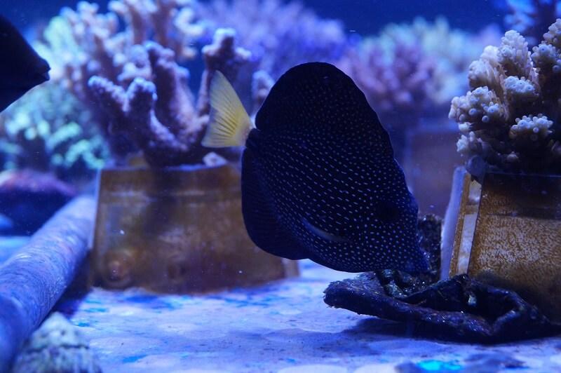 Mauritius Segelflossen Doktor - Zebrasoma gemmatum