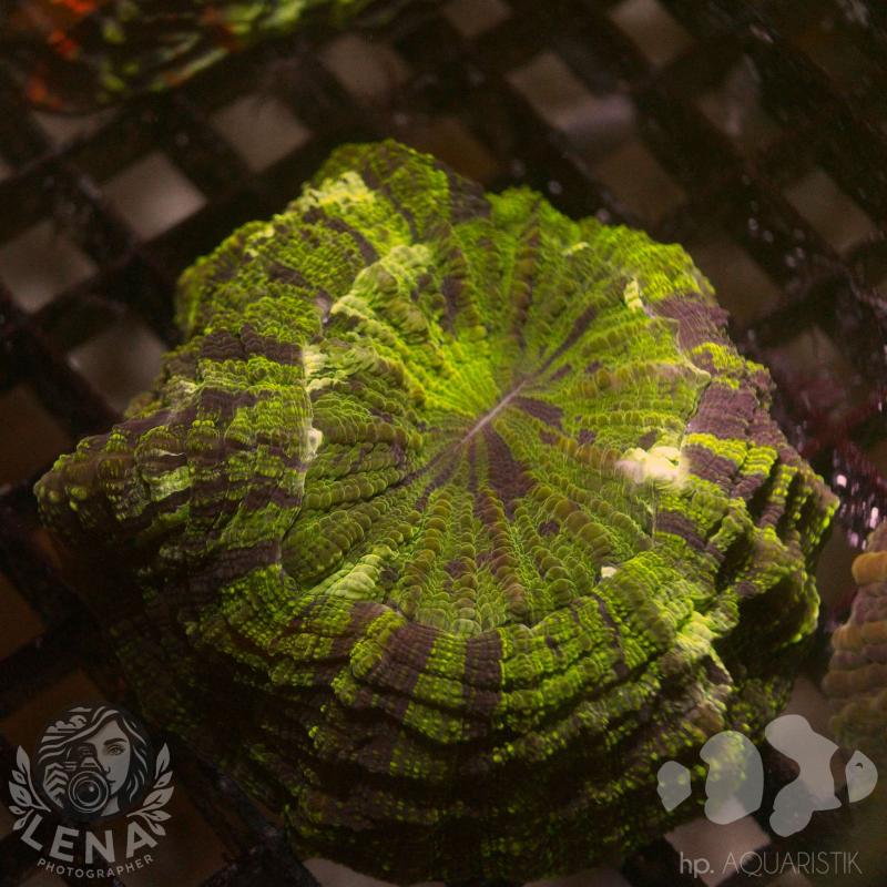 Acanthophyllia Ultra