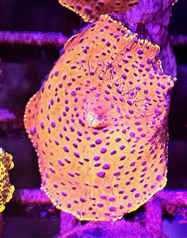 Blue Poking Mashroom Blue Poking Mashroom