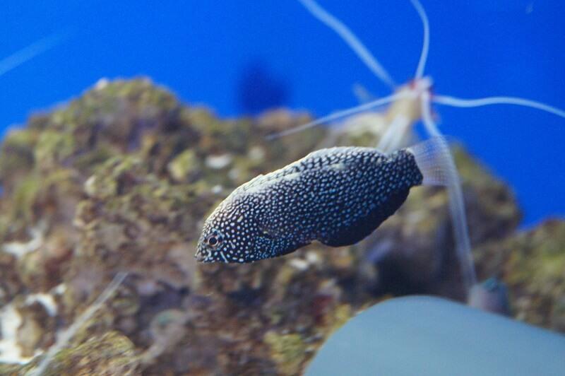 Schwarzer Leoparden-Junker - Macropharyngodon negrosensis Schwarzer Leoparden-Junker - Macropharyngodon negrosensis
