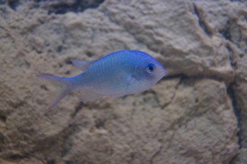 Grünes Schwalbenschwänzchen - Chromis viridis Grünes Schwalbenschwänzchen - Chromis viridis