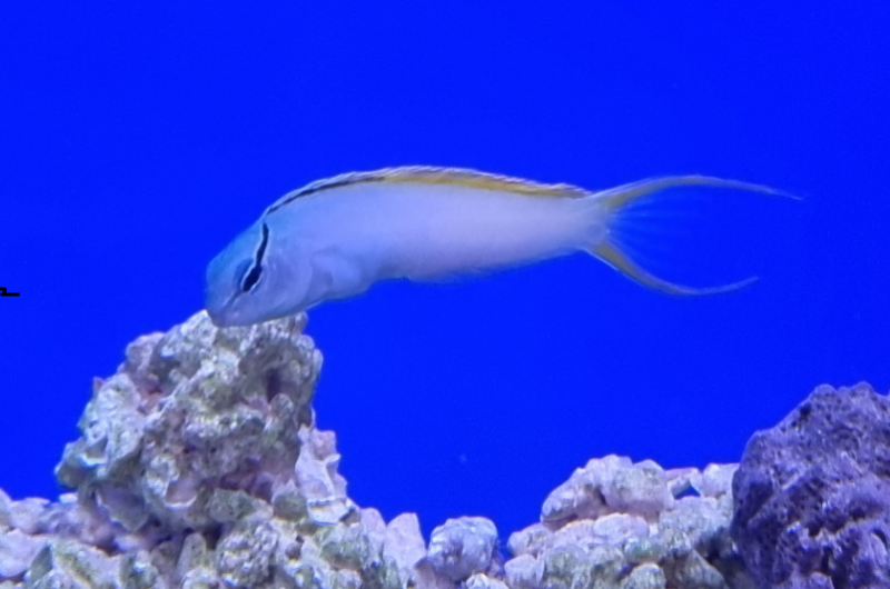 Säbelzahnschleimfisch - Meiacanthus atrodorsalis Säbelzahnschleimfisch - Meiacanthus atrodorsalis