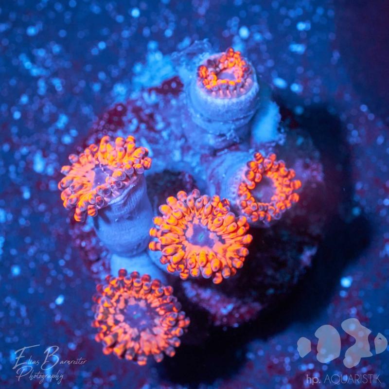 Krustenanemone - Zoanthus Utter Chaos Krustenanemone - Zoanthus Utter Chaos