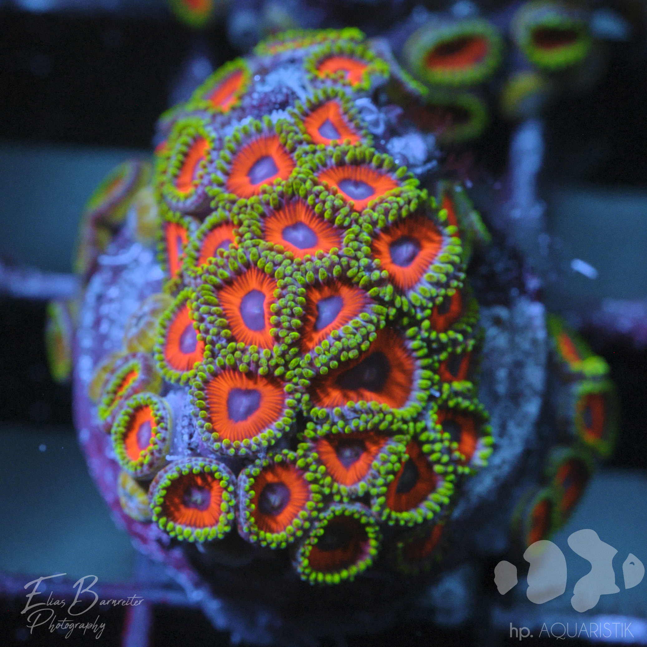 Zoanthus Lemon