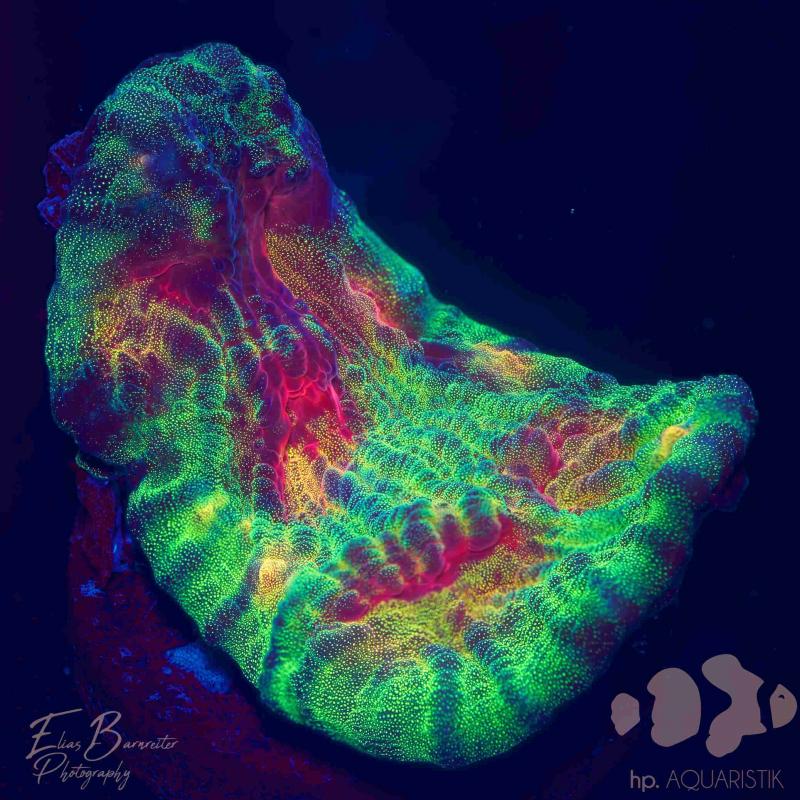 Chalice Master 4 Chalice Master 4