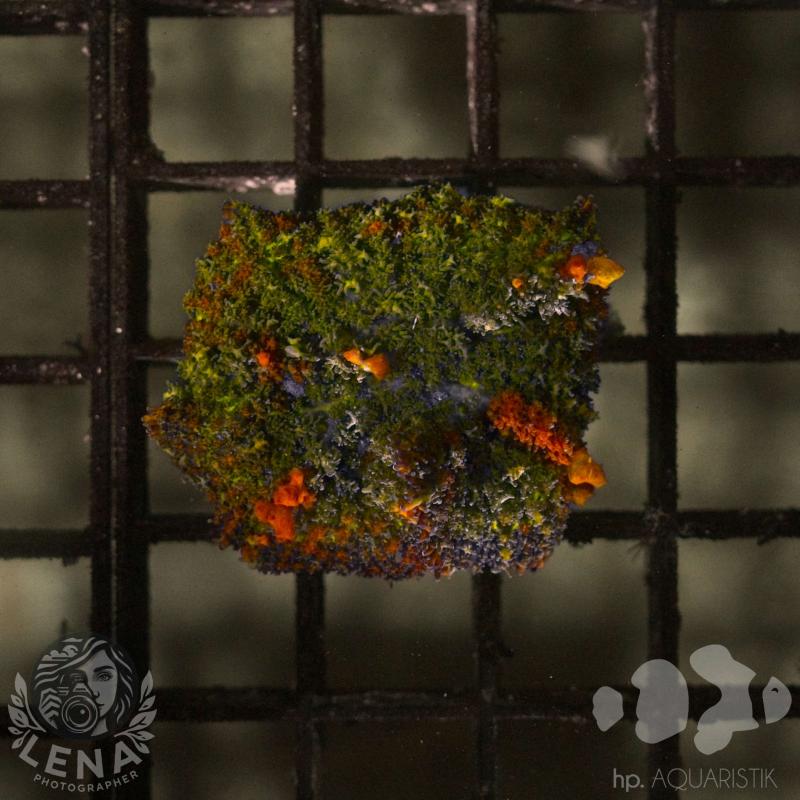 Scheibenanemone Ultra - Rhodactis multicolor Scheibenanemone Ultra - Rhodactis multicolor